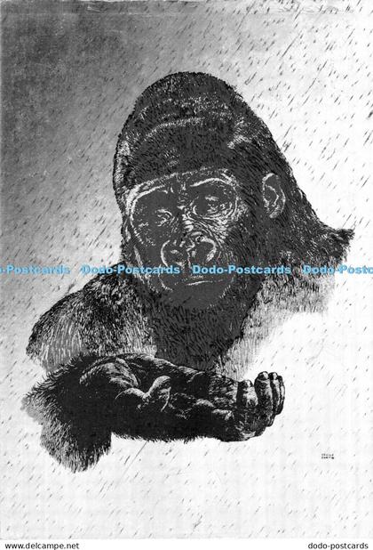 D006210 Gorilla. F. J. Warren