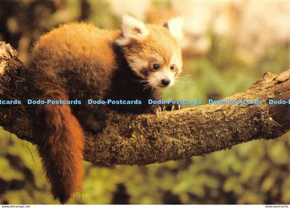 D030763 Red Panda at Marwell Zoological Park. Winchester. Hampshire. Beric Tempe