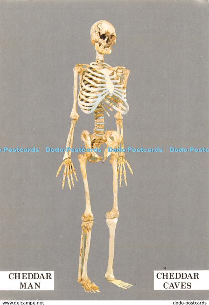 D055743 Cheddar Caves. Cheddar Man. A Paleolithic Man of the Creswellian Cultura