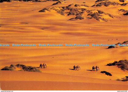 D063353 Namib Elephants. H. W. Theiss. Gavin C. Thompson