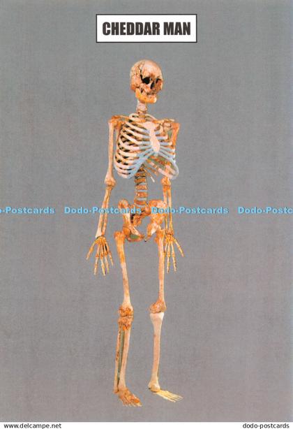 D118144 Cheddar Man. The Skeleton. Cheddar Coves and Gorge