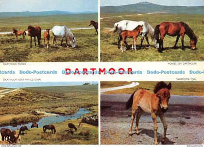 D130591 Dartmoor Dartmoor Foal Dartmoor Ponies Jarrold Cotman Color Continental