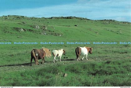 D131033 Shetland Ponies Nevisprint John Sowrey
