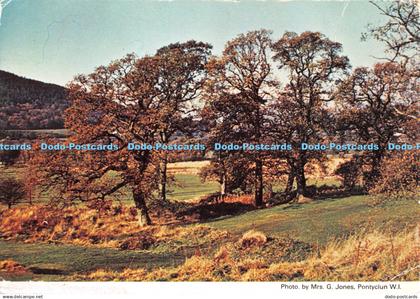 D134429 Trees Glamorgan Federation of Women Institutes Judges Mrs G Jones