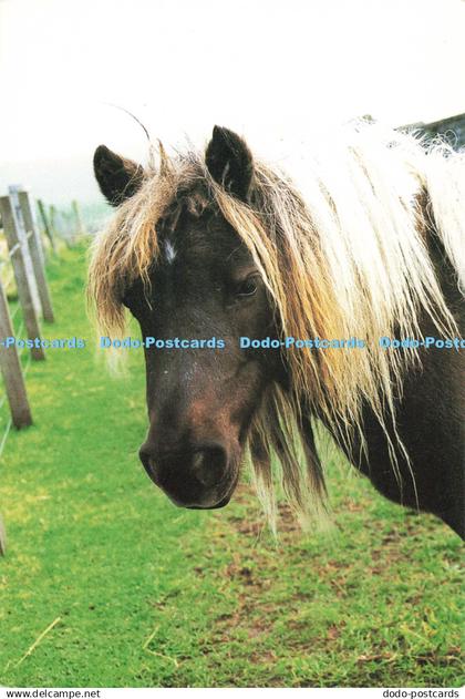 D135172 Shetland Pony Indigenous to the Shetland Islands Sue Anderson