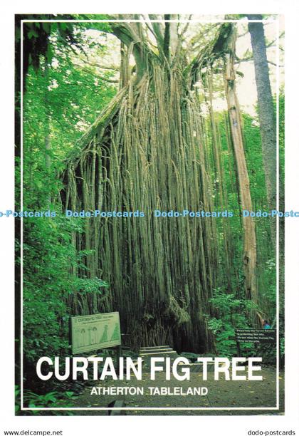 D135345 Curtain Fig Tree Atherton Tableland Far North Queensland Murray Views Au