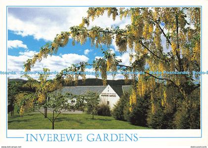 D145655 Inverewe Gardens. Laburnum. Ross and Cromarty. Ted Bowness. Dixon