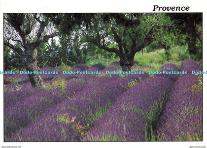 D147294 Provence. Reflets de Provence. Lavandes. As Se Cour. Ste PEC