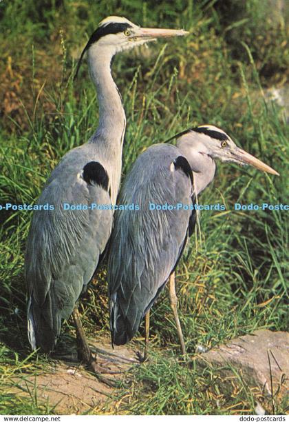 D194715 Heron The Gaunt Heron J Salmon Cameracolour