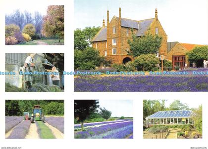 D195721 Heacham Caley Mill Norfolk Lavender West Island Group Multi View