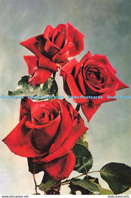 D196296 Rose Independence J Arthur Dixon