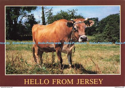 D196775 Hello from Jersey Jersey Cow A and J Wholesale