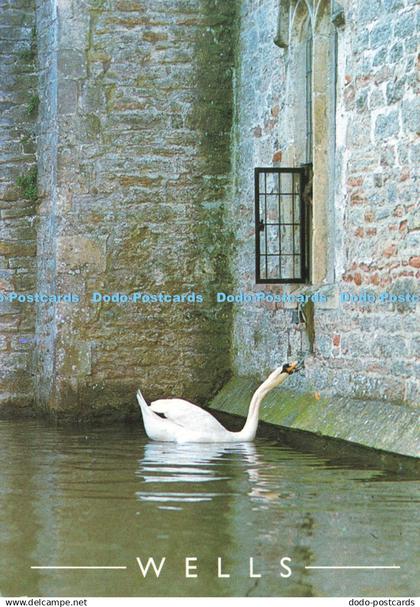 D197200 Wells Bell ringing swan Bishops Palace Wells Salmon