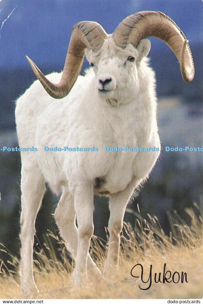 D198215 Yukon Dall Sheep Studio North Dexter Colour