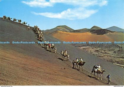 D206559 Lanzarote Camels Caravan Gasteiz