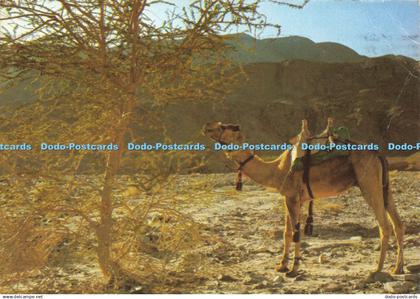 D207179 Camel in the Wilderness Palphot 1979