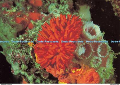 D207231 Heron Island Great Barrier Reef Nudibranch Feeding on Coral Polyps Nucol