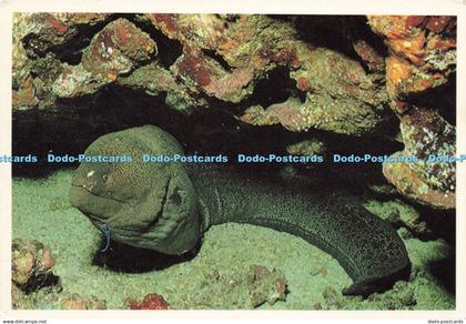 D207343 Giant Moray Dive the Red Sea Sinai