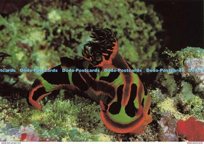 D209506 Heron Island Great Barrier Reef Nudibranch Nucolourvue Productions Bill