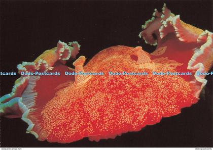 D209508 Heron Island Great Barrier Reef Spanish Dancer Swimming at Night Nucolou