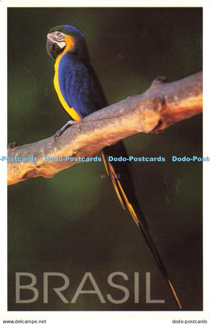 D213768 Brasil Arara Alexandre Braga