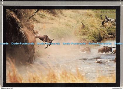 D226549 Tanzania Wilderbeast Kall Kwik