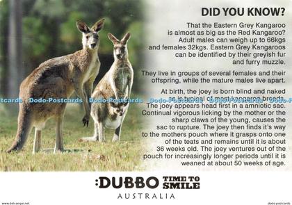 D233998 Australia Did You Known Eastern Grey Kangaroo Dubbo Time to Smile Murray