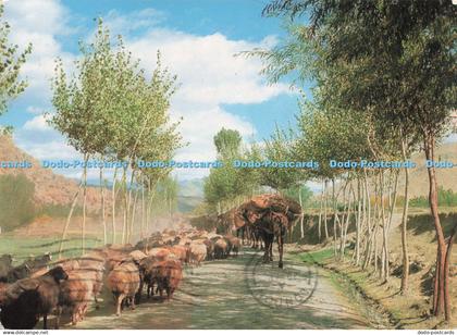 D237281 Afghanistan Afghan Tourist Organization