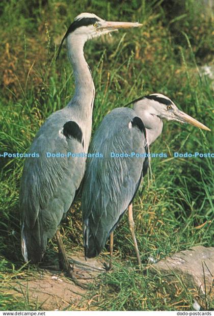 D239223 Heron J Salmon