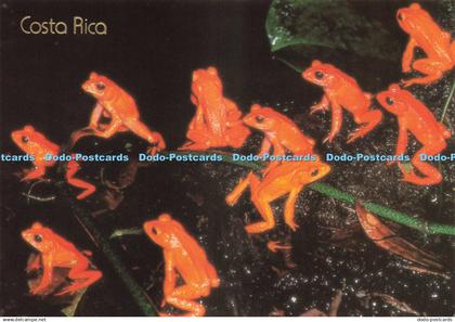 D242418 Costa Rica Golden Toad M y P Fogden