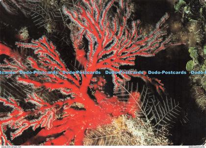 D242423 North Queensland The Great Barrier Reef Gorgonia and Stinging Coral Peer