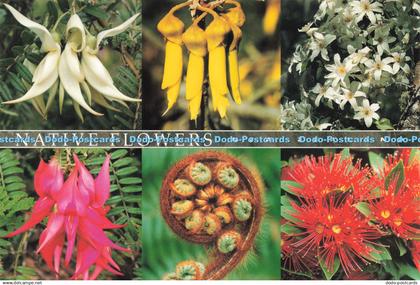 D242786 New Zealand Native Flowers Colourview Publications D Paterson Multi View