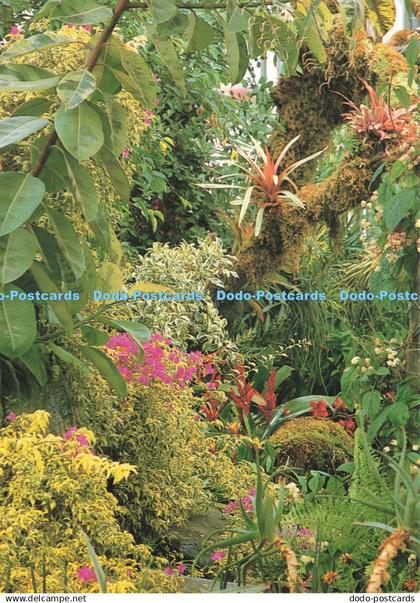 D245371 Stoke on Trent Tropical Scoop Promotions Beric Tempest