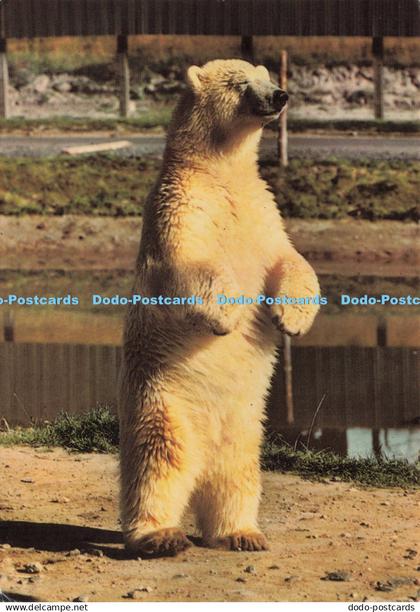 D245816 Dunbartonshire Loch Lomond Bear Park Jarrold 1973