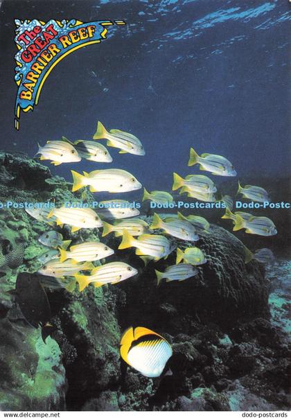 D245936 North Queensland The Great Barrier Reef A School of Reef Fish Peer R and