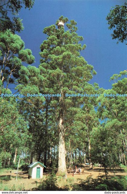 D249454 Wa Pemberton Gloucester Tree Rolsh Production