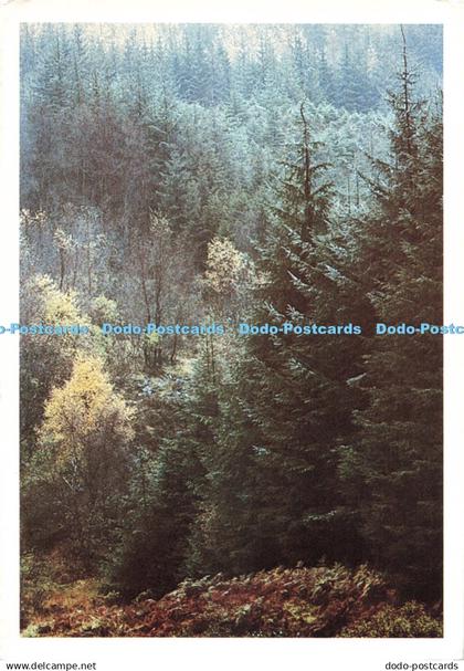 D249584 Stirlingshire Loch Ard Forest Just Pictures Colin Baxter 1984