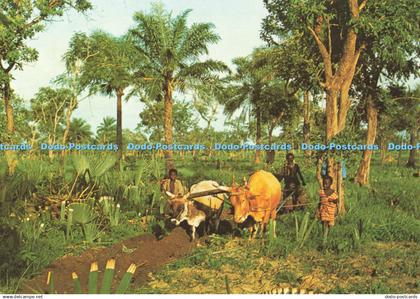 D258702 Ploughing With Oxen in the Gambia J Arthur Dixon The Gambia Methodist Bo
