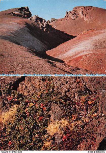 D275501 Iceland Myvatn Plantlife Starting in the Wilderness Edvard Sigurgeirsson