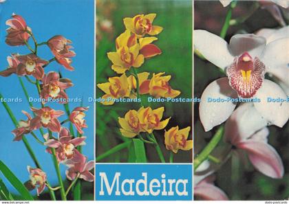 D276121 Madeira Orchids in the Quinta da Boa Vista Hans Huber Multi View