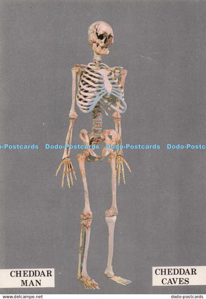 D278517 Cheddar Caves Cheddar Man A Paleolithic Men of the Creswellian Culture P
