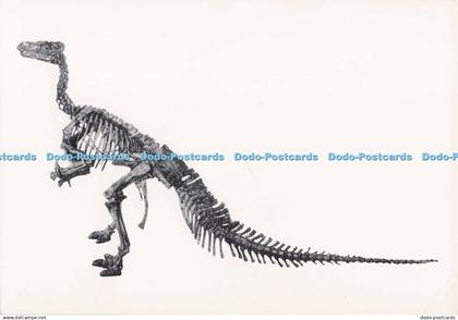 D279280 Vertebres Fossiles No 3 Iguanodon de Bernissart Institut Royal des Scien