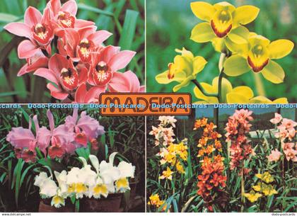 D281129 Madeira Orchids in the Quinta da Boa Vista Francisco Ribeiro Multi View