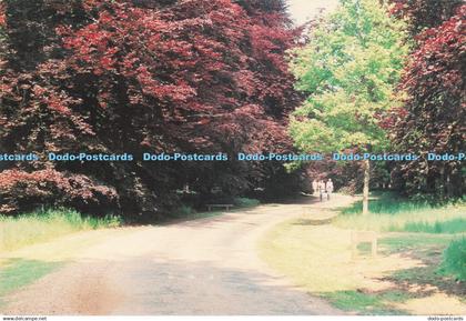 D281261 Brandon Suffolk The Country Park Greetings Cards Souvenirs 1992
