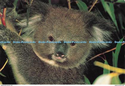 D282920 Koala Gary Lewis 1982