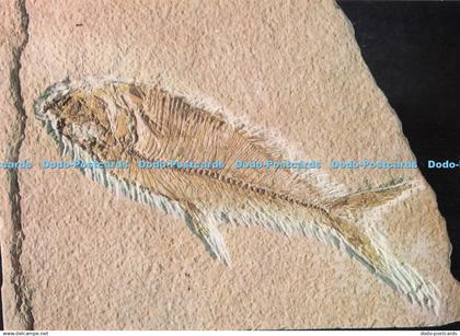 D284577 Diplomystus Fossil Relative of the Modern Herring From the Green River F