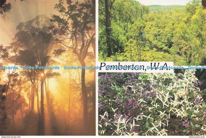 D286218 Pemberton W A Misty Sunrise in the Karri Forest Near Northcliffe A Rolsh