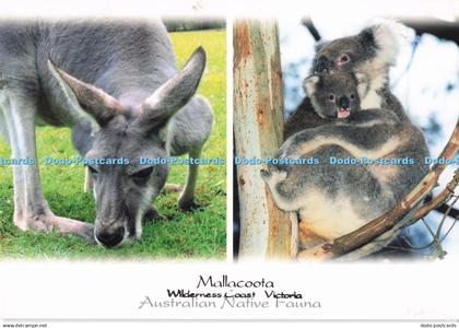 D286429 Mallacoota Wilderness Coast Victoria Australian Native Fauna Koala Murra