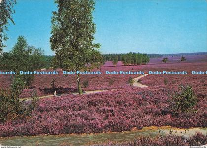 D289535 Luneburger Heide. R. Reher