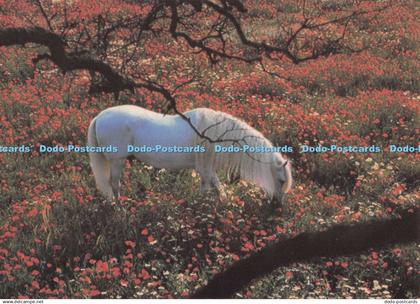 D296311 White Horse. Camden Graphics. Neufeld. Robert Vavra